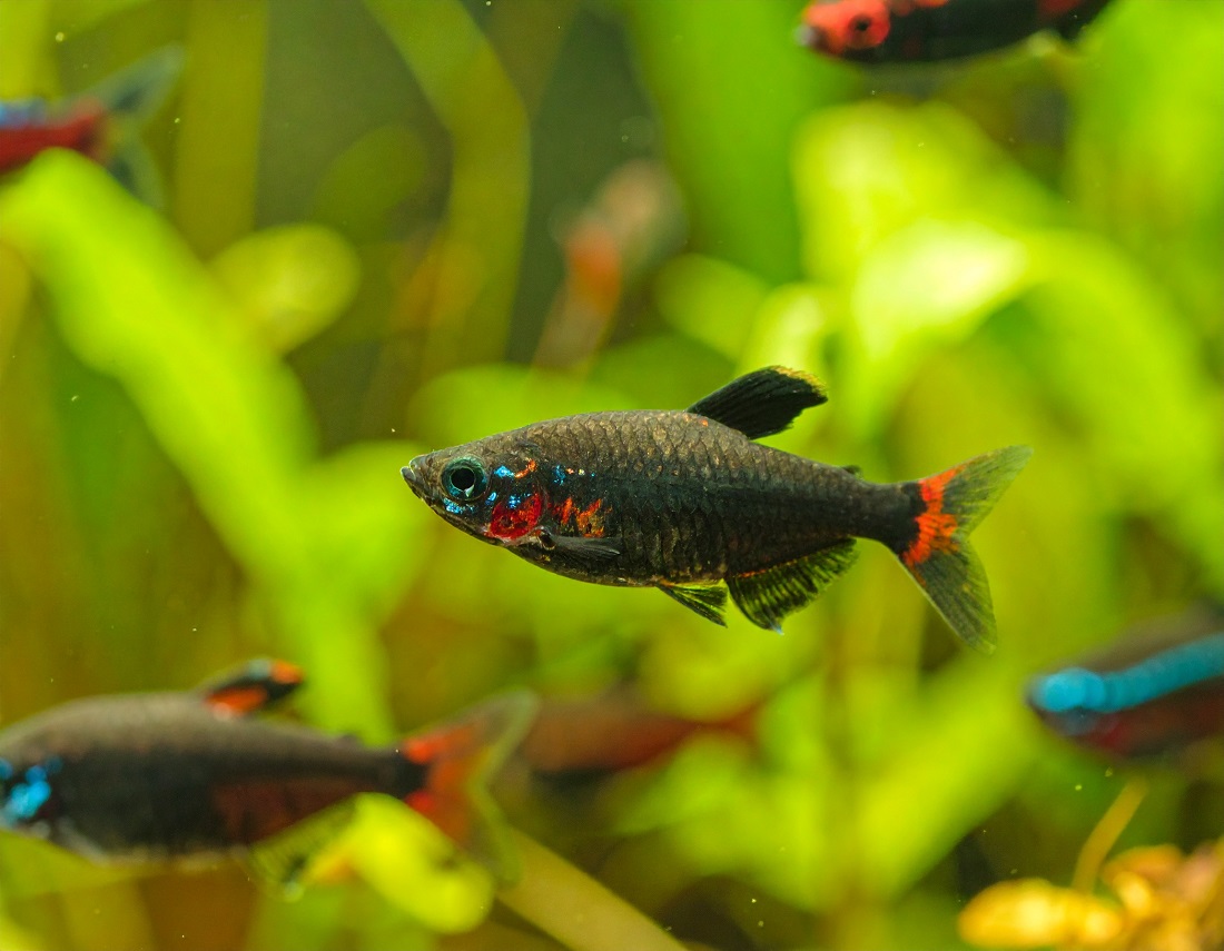 How to Breed Mollies in a Home Aquarium A Complete Step by Step Guide