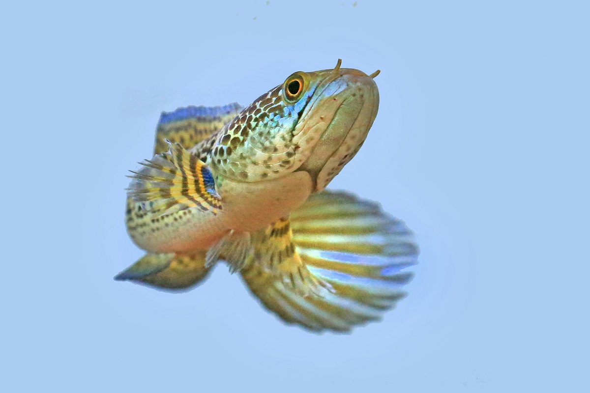 How to Care for a Mandarin Goby The Ultimate Guide to Keeping This Stunning Reef Fish