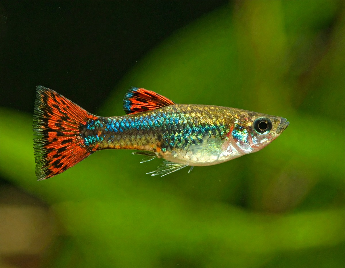 Complete Care Guide to Guppies The Colorful Livebearers for Every Aquarist