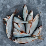 Protein Skimmers fish