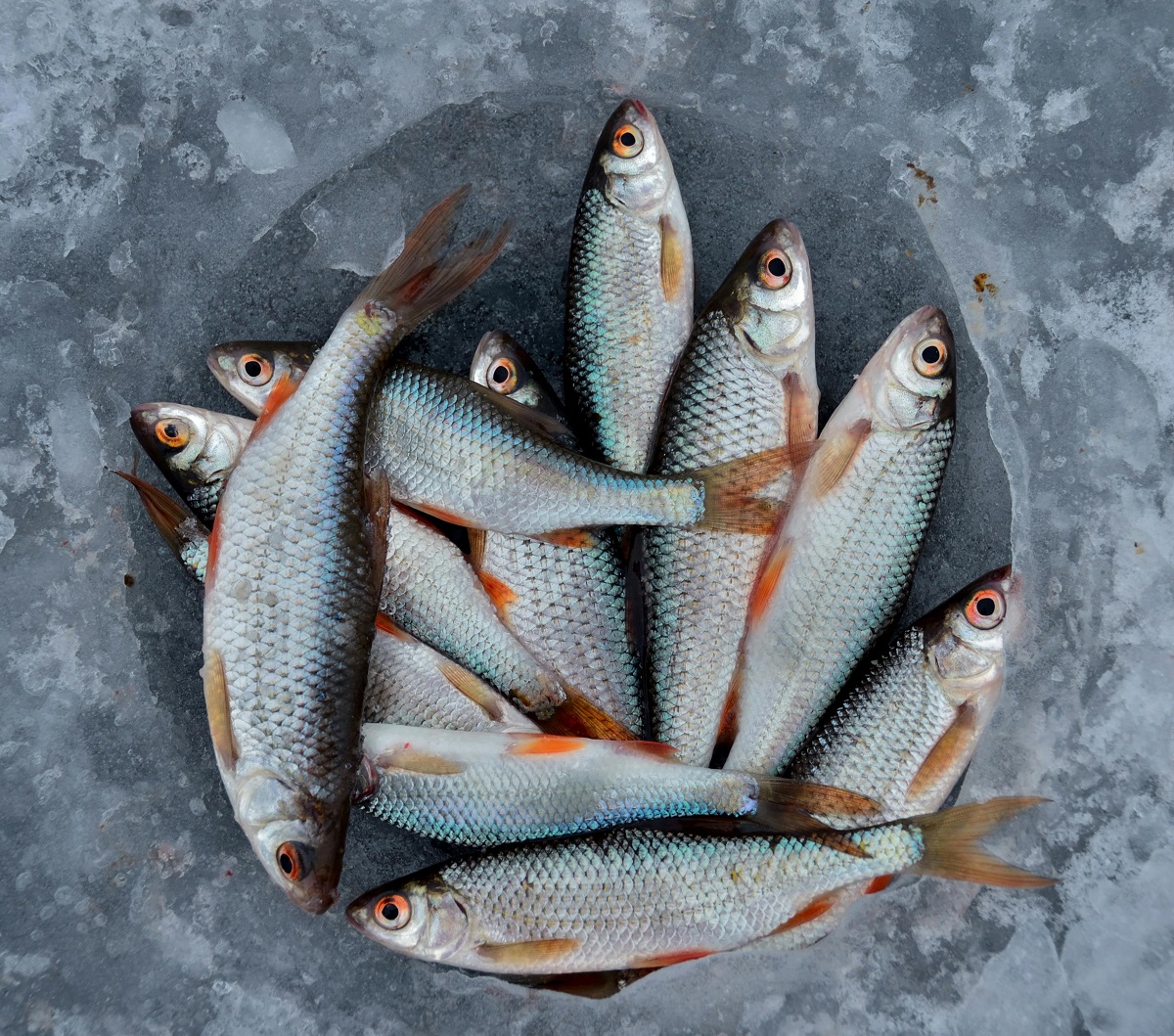 The Protein Skimmers Explained for Aquarists