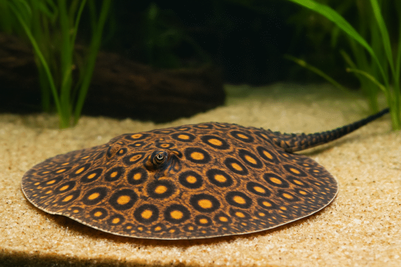 Freshwater Stingrays The  Word Guide to One of the Most Extraordinary Fish on Earth
