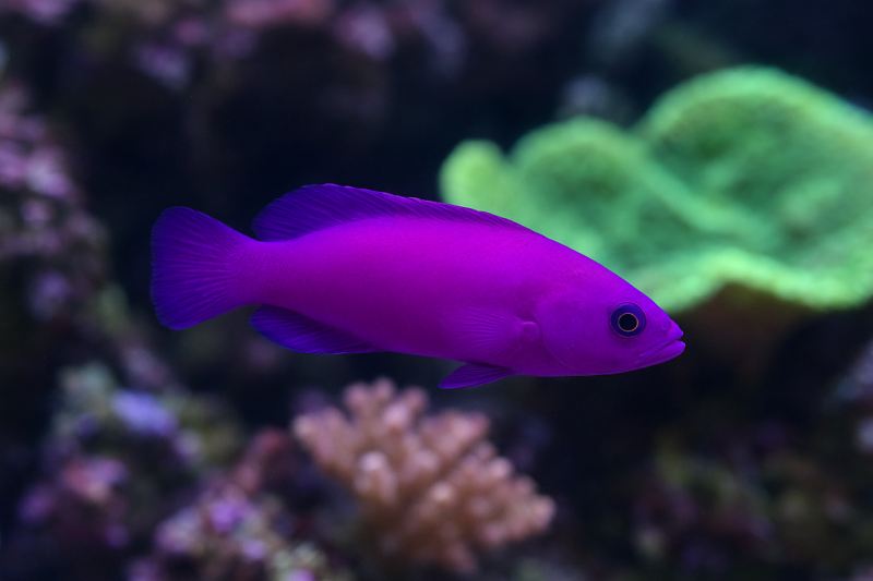 Orchid Dottyback Word Care Guide to One of the Most Vibrant and Captivating Reef Fish