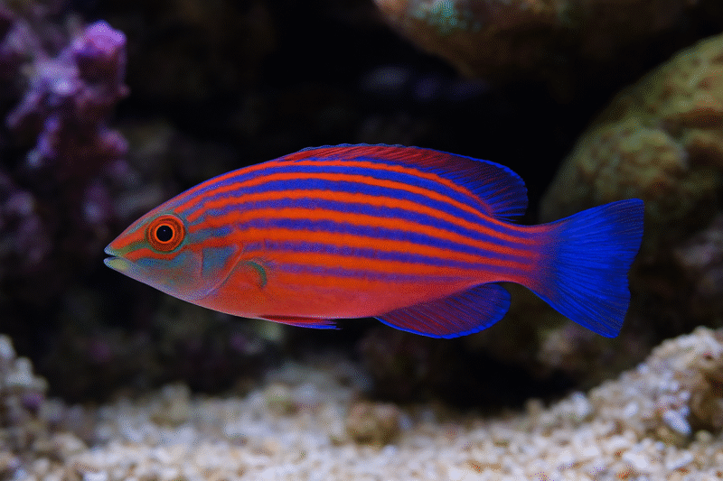 Six Line Wrasse The Ultimate Care Guide for the Active and Colorful Reef Helper