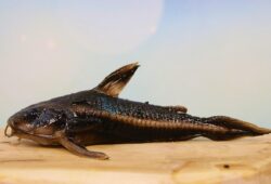 Whiptail Catfish