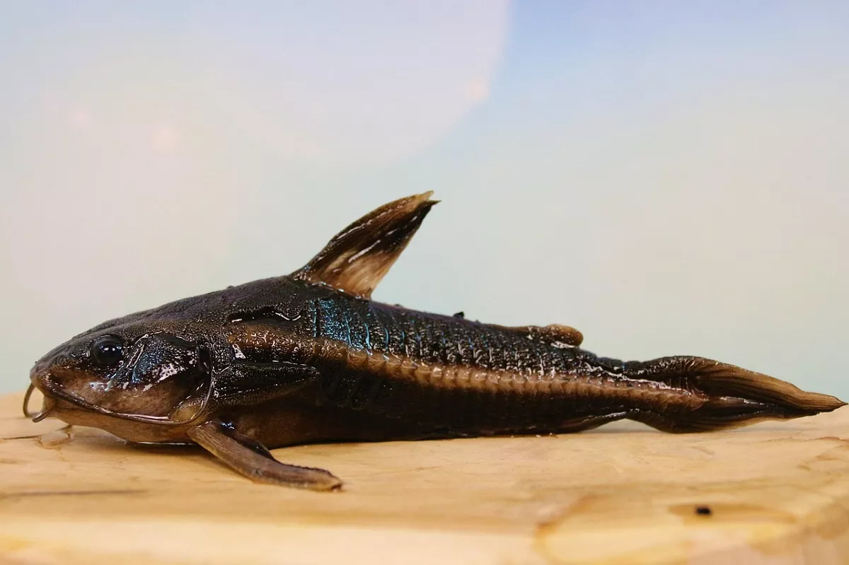 Whiptail Catfish