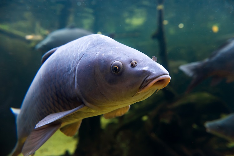 Arowana Fish Care Guide Tank Setup, Diet, Types, Lifespan, and Complete Beginner Tips