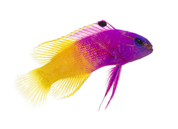 Basslet Fish Care Guide Tank Setup, Diet, Lifespan and Breeding