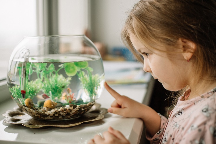 Top Beginner Fish for Kids in 2026 Simple Aquarium Pets for Families
