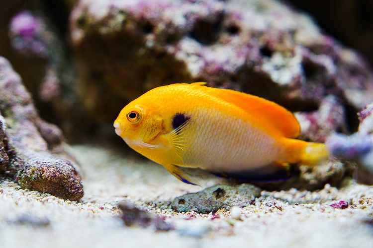 Dottyback Fish Complete Care