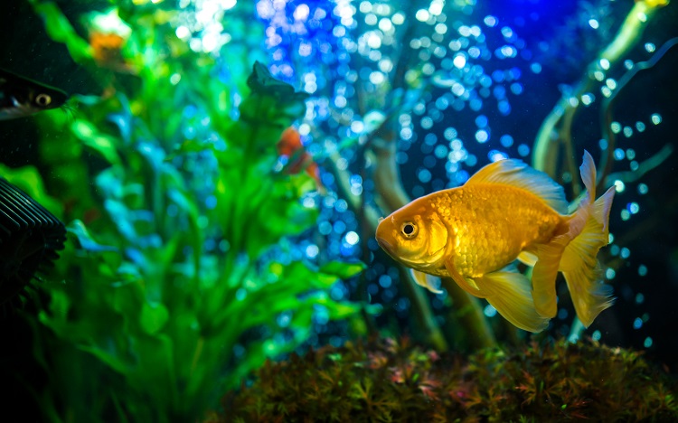 Goldfish Care Guide 2026 Tank Setup, Feeding & Maintenance