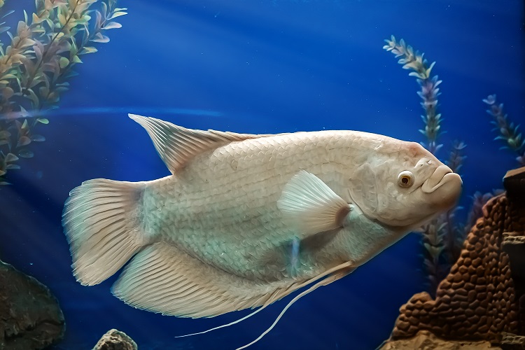 Gourami Fish Care Guide, Types, Tank Setup & Feeding
