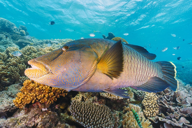 Grouper Fish Care Guide Habitat, Diet, Tank Setup, and Behavior