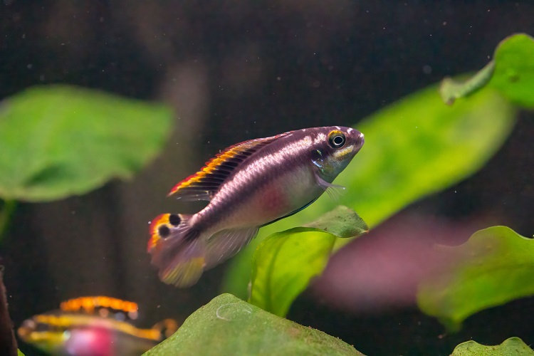 Kribensis Fish Complete Care Guide 2026 Tank Setup, Diet & Breeding Tips