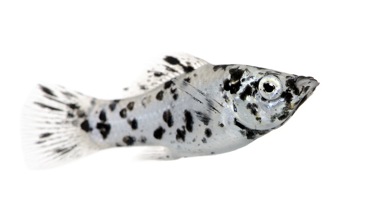 Best Molly Fish Care Guide for Freshwater Aquarium
