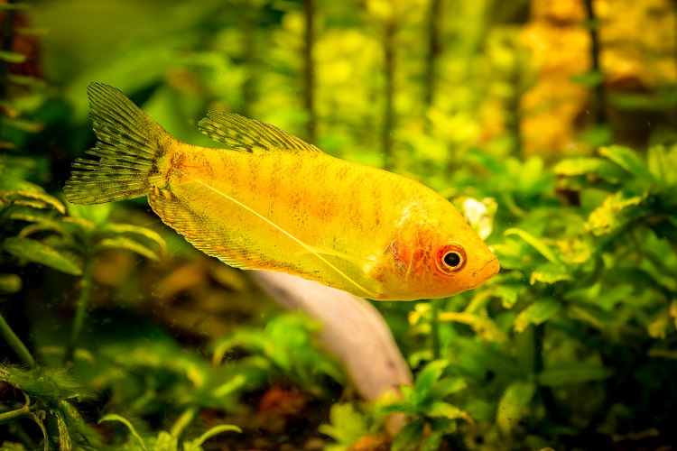 Platy Fish Tank Setup and Maintenance Guide