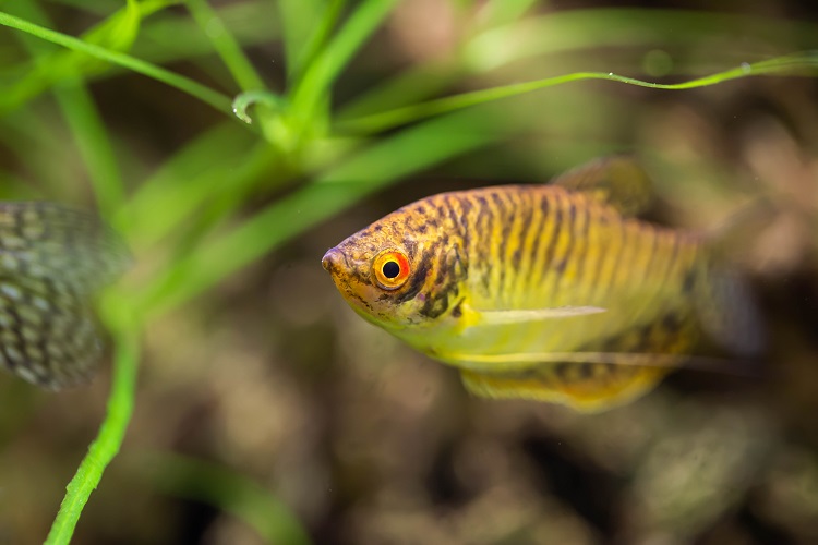 Zebra Danio Fish Care Ideal Tank Setup, Feeding & Compatibility Guide 2026