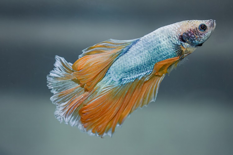 Betta Fish Complete Care Guide, Types, Tank Setup, Feeding, Breeding & Common Problems