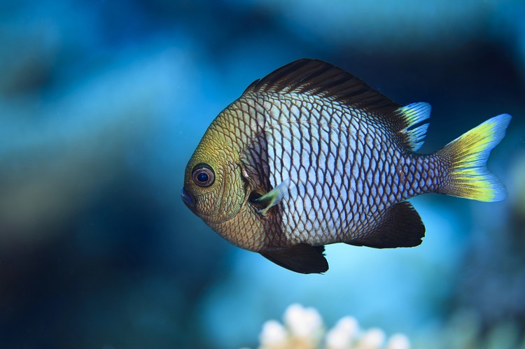 Domino Damselfish Care Guide Tank Setup, Diet, Tank Mates & Lifespan