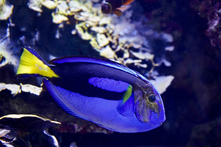 Purple Tang Fish Complete Care Guide, Tank Setup, Diet, Behavior, and Breeding Tips