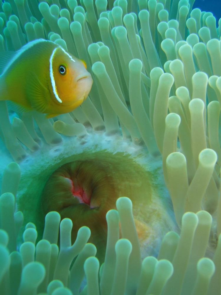 Skunk Clownfish Care Guide Tank Setup, Diet, Breeding & Lifespan